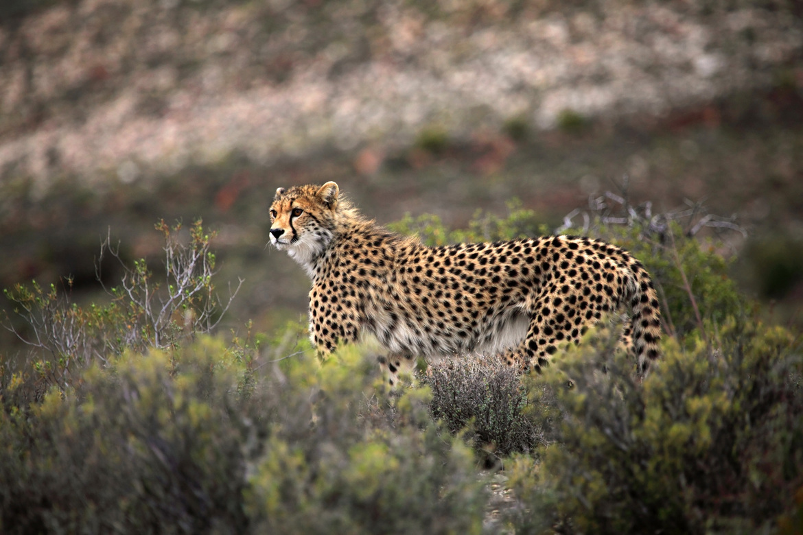 Cheetah, Sanbona Preserve, South Africa