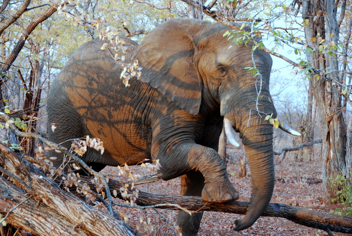 elephant, Gonarezhou National Park, Zimbabwe