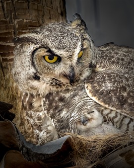 Grid judy howard   great horned owl and owlet