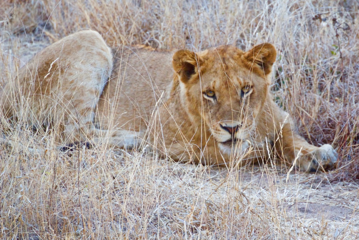 African Lion, Sabi Sand, South Africa