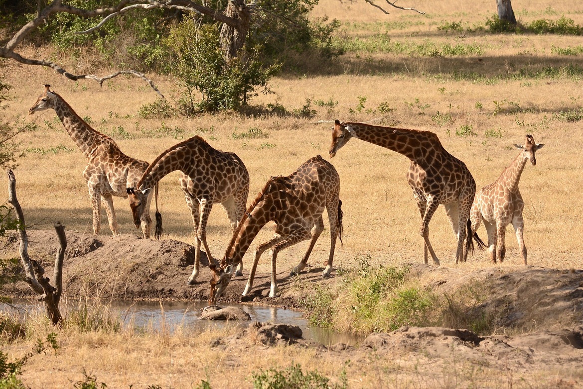 Giraffe, Sabi Sand, South Africa