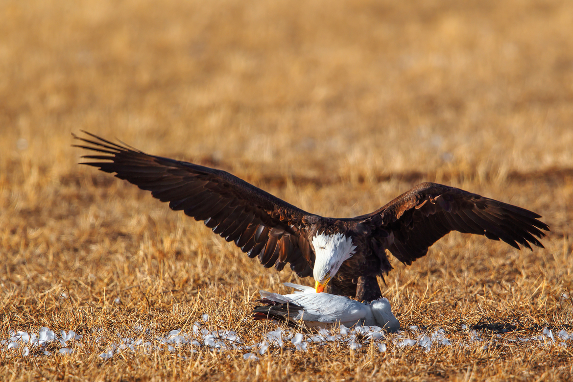 Bald Eagle, Bosque Del Apache, USA