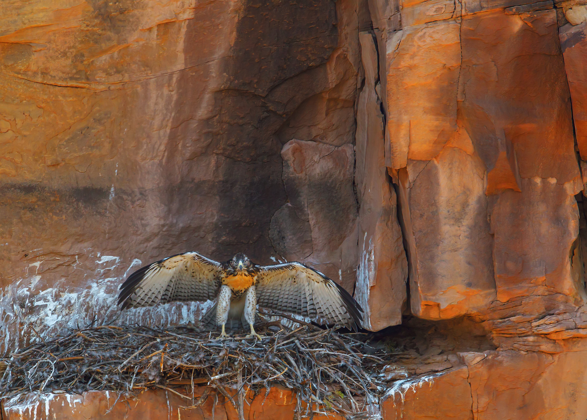 Red tail hawk, New Abique reservoir, USA