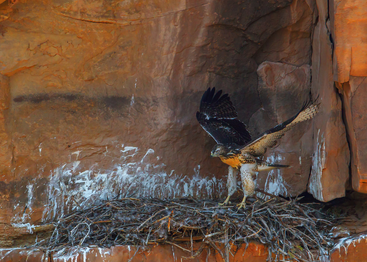 Red tail hawk, near Abiquiu reservoir, USA