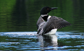Grid loon on ward pond maine