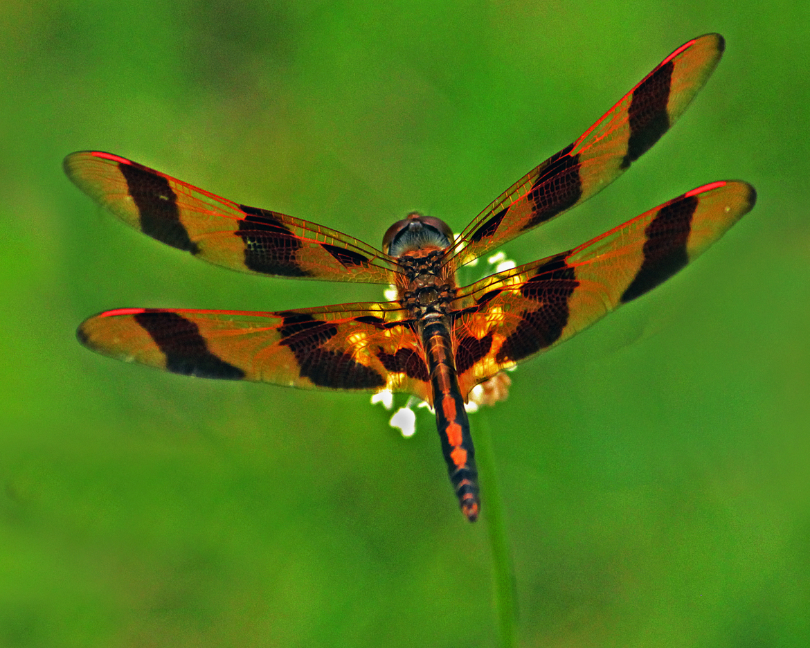 Dragonfly, Laurel County, Kentucky, USA