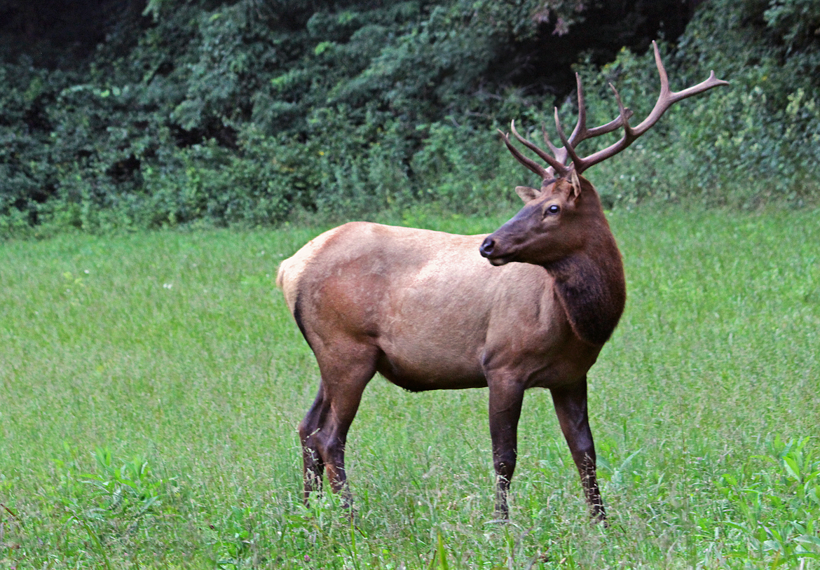 Elk, Great Smoky Mountains National Park, Tenn., USA