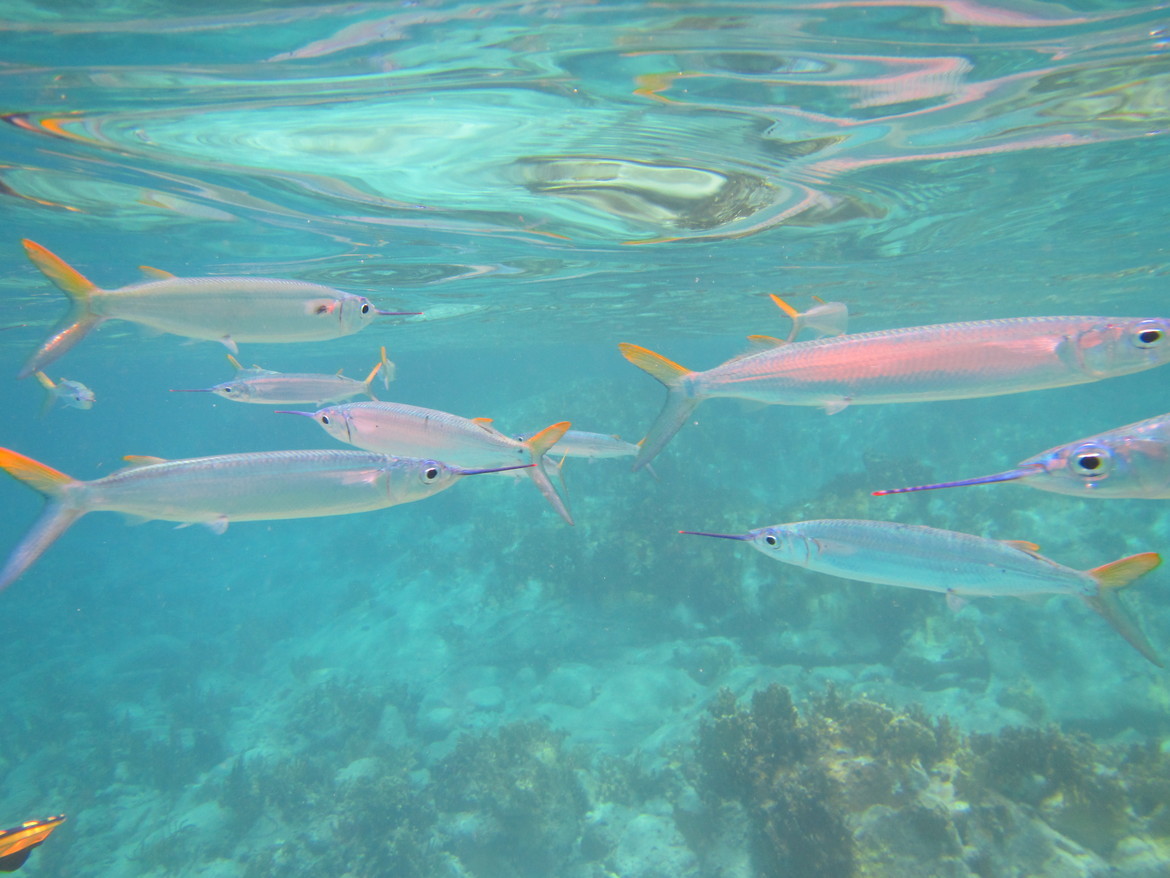 Hemiramphus brasiliensis, Caribbean, United States Virgin Islands