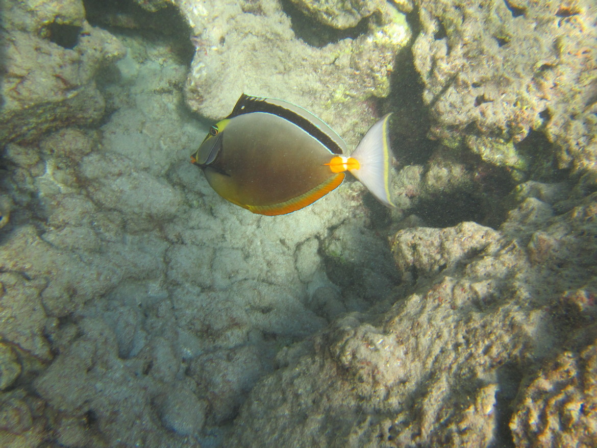 Naso lituratus, Hanauma Bay State Park, United States