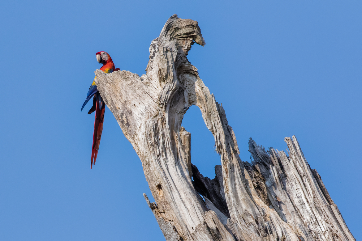 Scarlet Macaw , Playa Matapalo, Osa Peninsula Puerto Jimenez Puntarenas, Costa Rica 