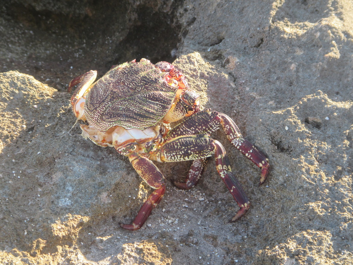 Grapsus tenuicrustatus, Hawaiian Islands, United States