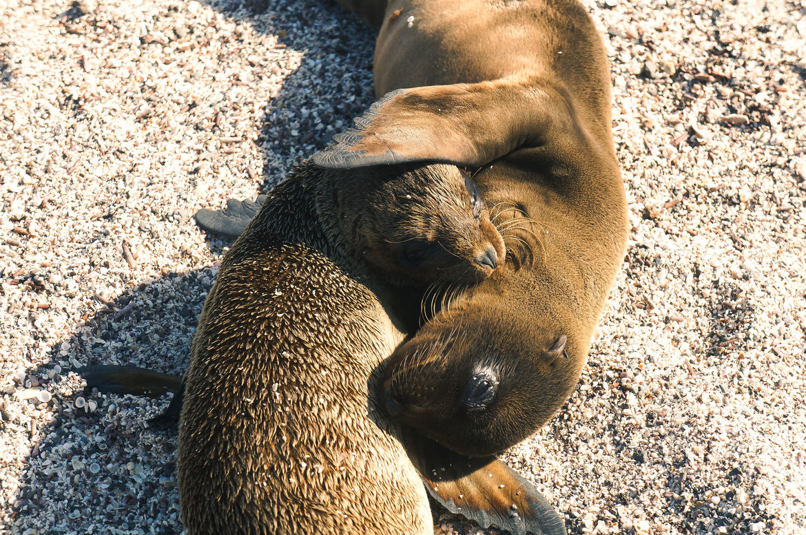 Sea Lions , Galapagos Islands, Ecuador 