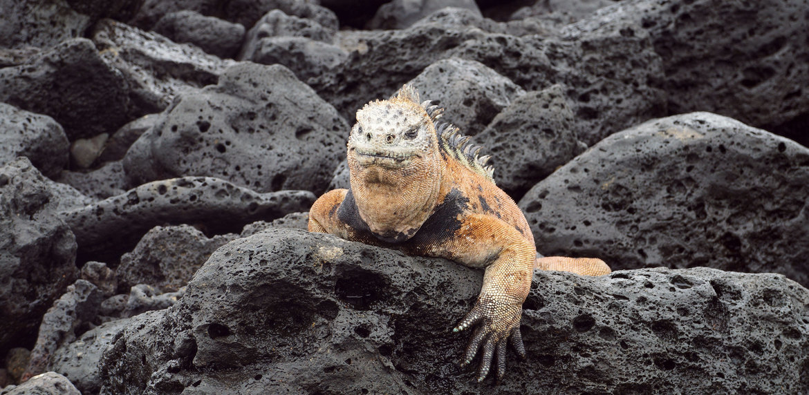 Marine Iguana , Galapagos Islands, Ecuador 