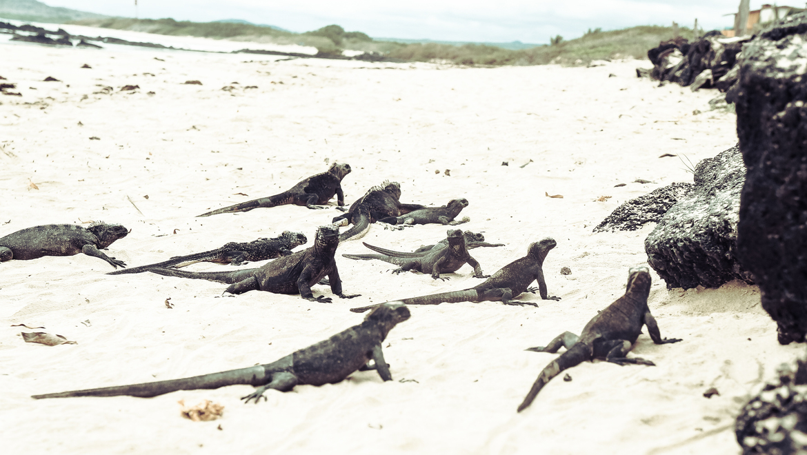 Galapagos Tortoise , Galapagos Islands, Ecuador 
