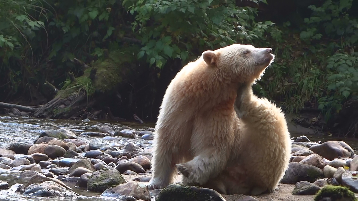 Spirt bear, Great Bear Rainforest, Canada
