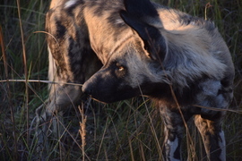 Grid spotting prey   african wild dog  okavango delta  botswana