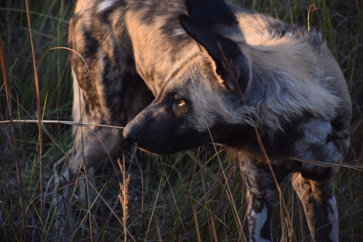 African Wild Dog, Okavango Delta, Botswana