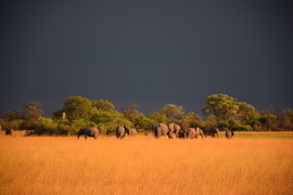 Grid sunset stroll in the okavango delta botswana