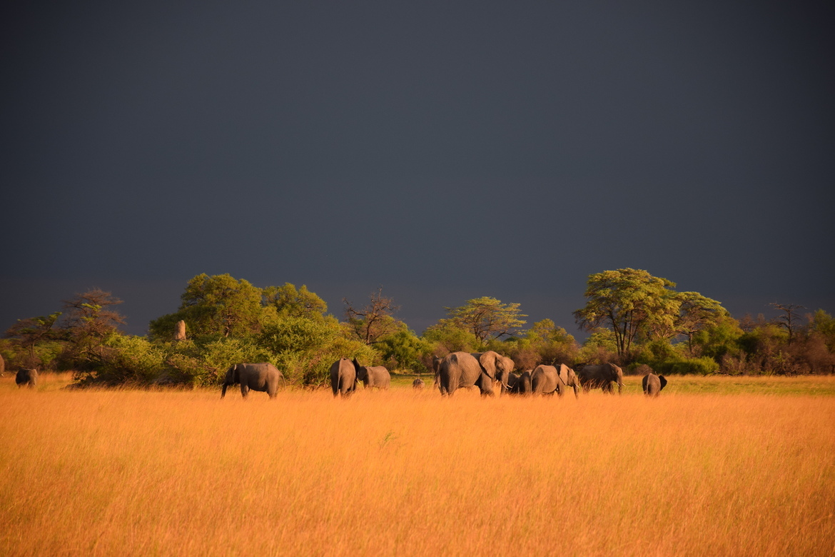 elephant, Okavango Delta, Botswana