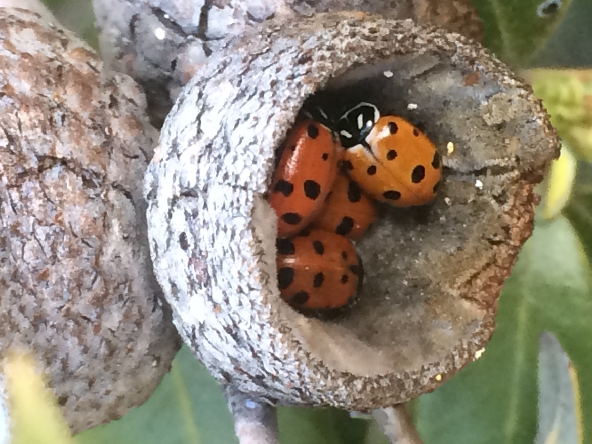 Ladybug, Pine Mountain, California , United States 