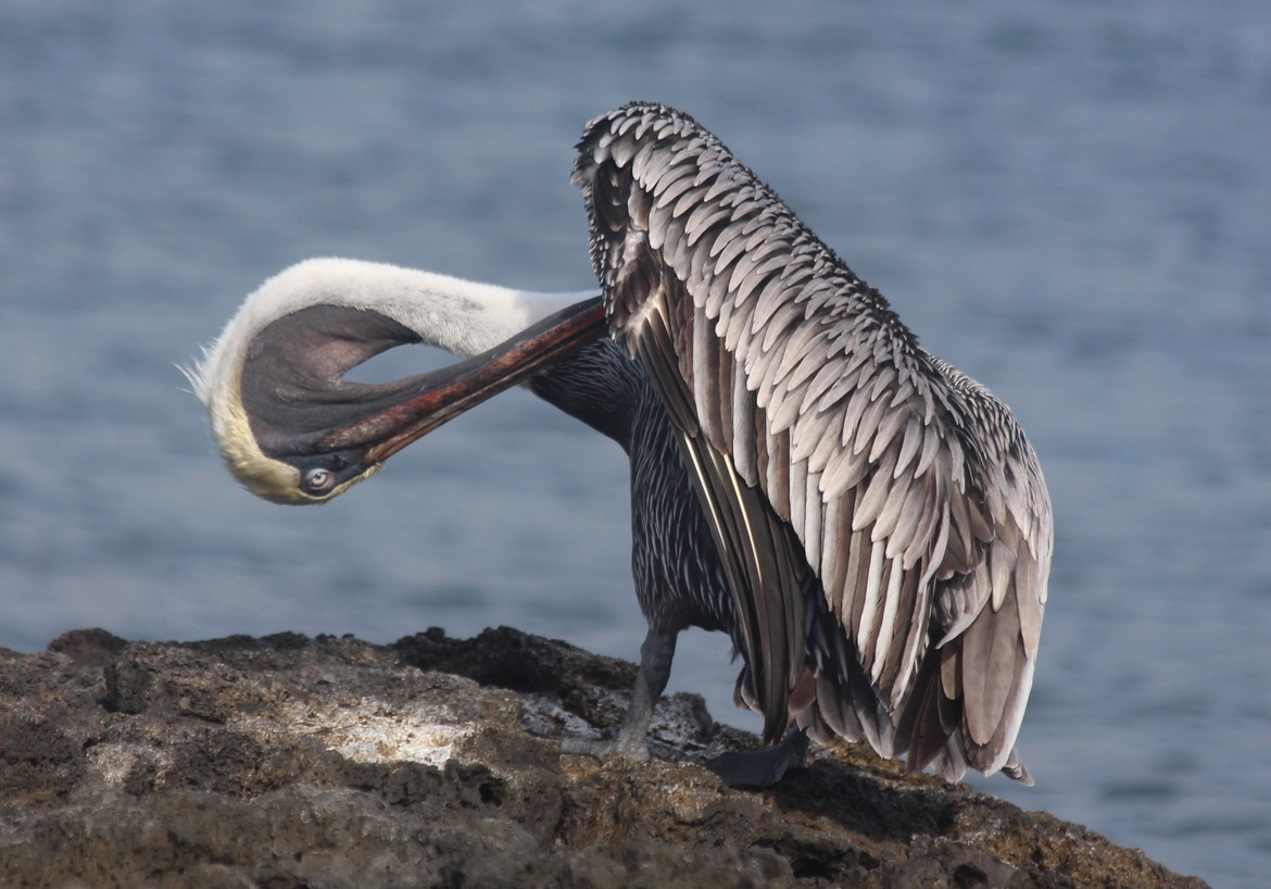 Brown pelican, Galapagos, Ecuador