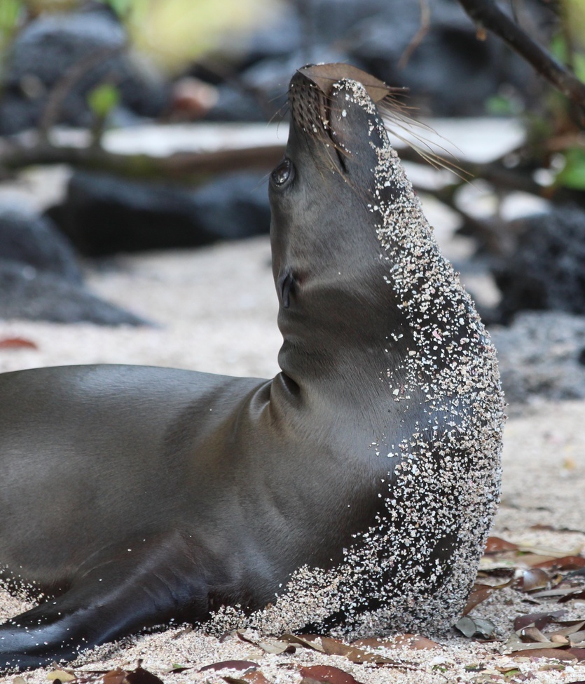 Galapagos sea lion, Galapagos, Ecuador