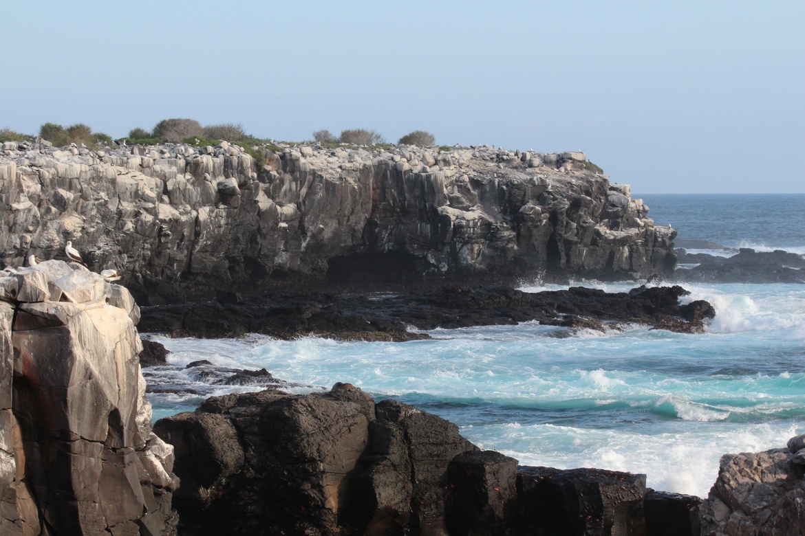 Nazca Boobies, Galapagos, Ecuador