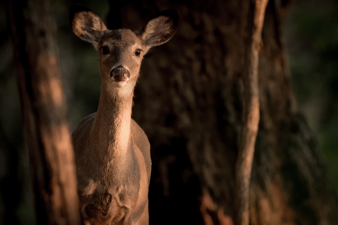White-Tailed Deer, Shenandoah Valley, Front Royal, VA, United States