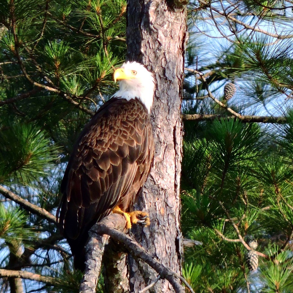 Bald Eagle, Paul B Johnson State Park, Mississippi, usa