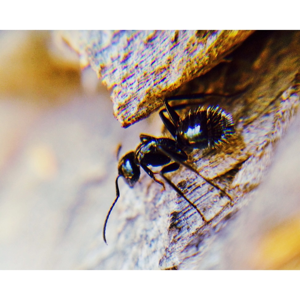 Insect/ Ant , Mt. Pinos, Los Padres National Forest
