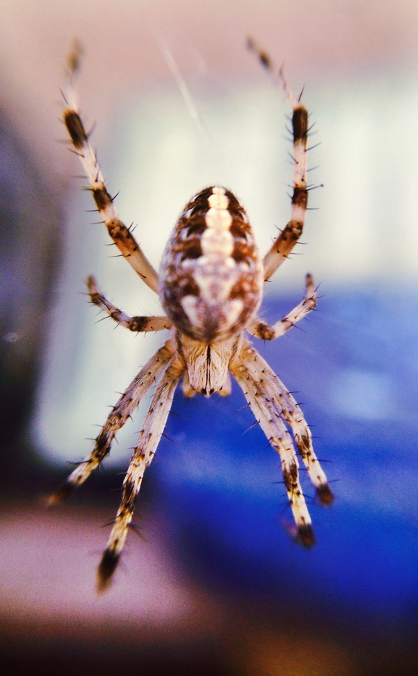 Spider (Arachnid), Natural History Museum (L.A), U.S