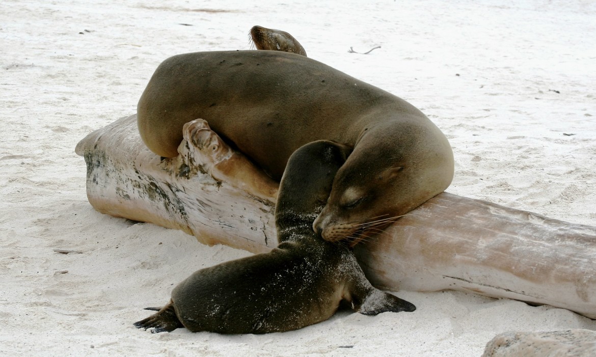 Sea Lion, Galapagos Islands, Ecuador