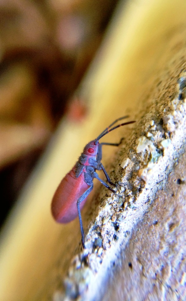 Box Elder Beetle, El Dorado Nature Center, U.S