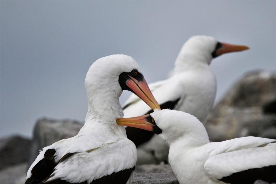 Nasca booby bird, Galapagos Islands, Ecuador