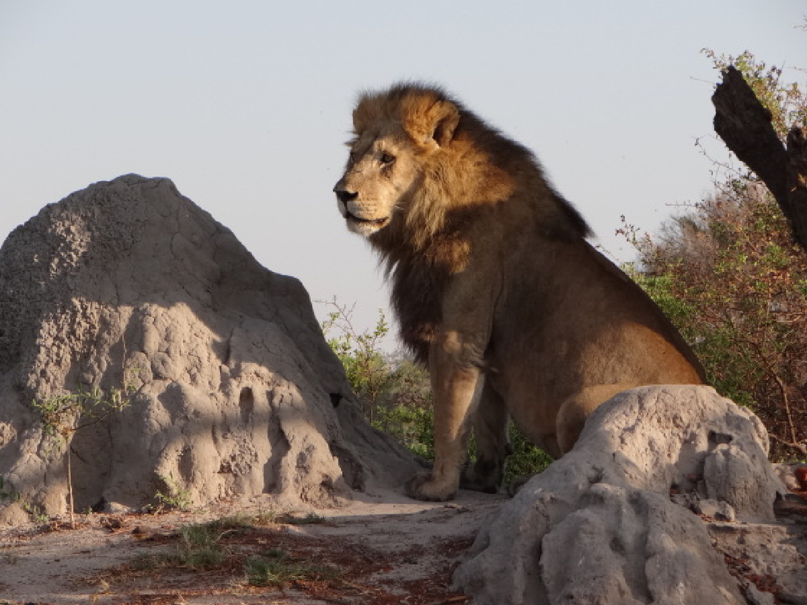 Lion, Okavango Delta, Botswana