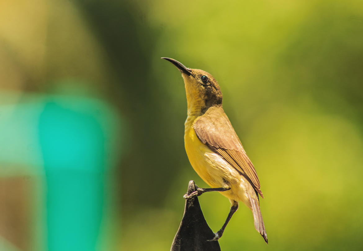 Sunbird, Philippines, Philippines