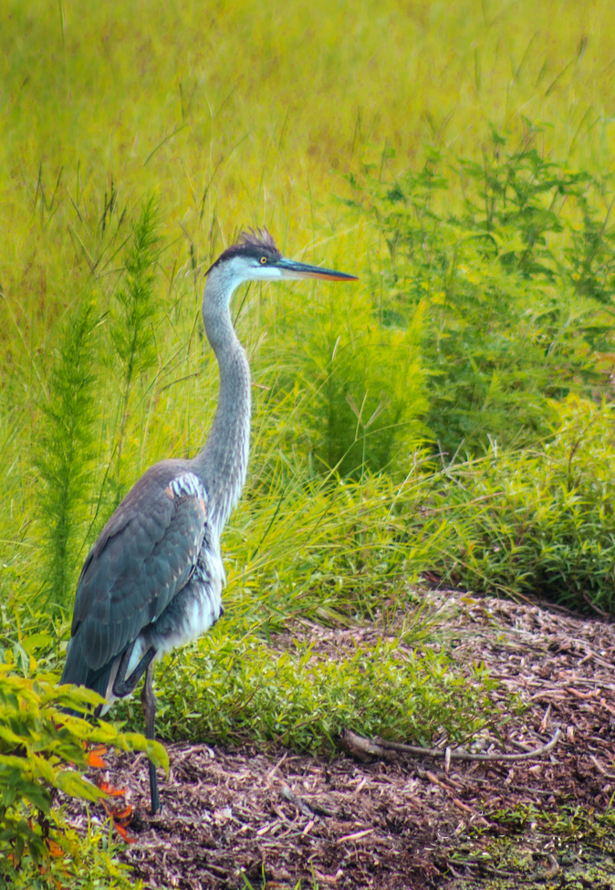 Great blue heron, Sweetwater land, Gainesville, Fl., United States