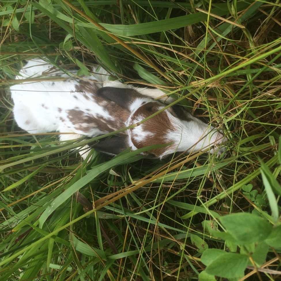 Whitetail Fawn, Tennessee , USA 
