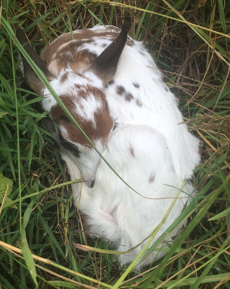 Whitetail Fawn, Tennessee , USA