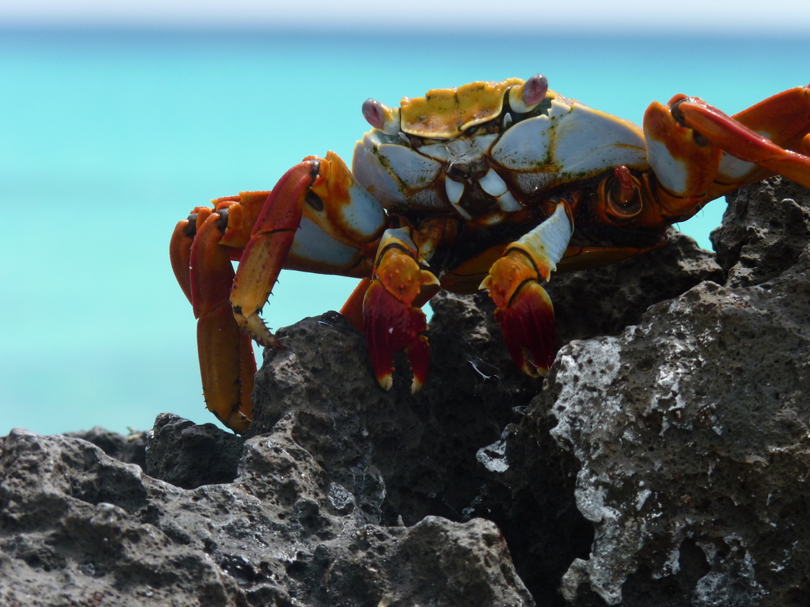 Sally Lightfoot Crab, Galapagos Islands, Ecuador