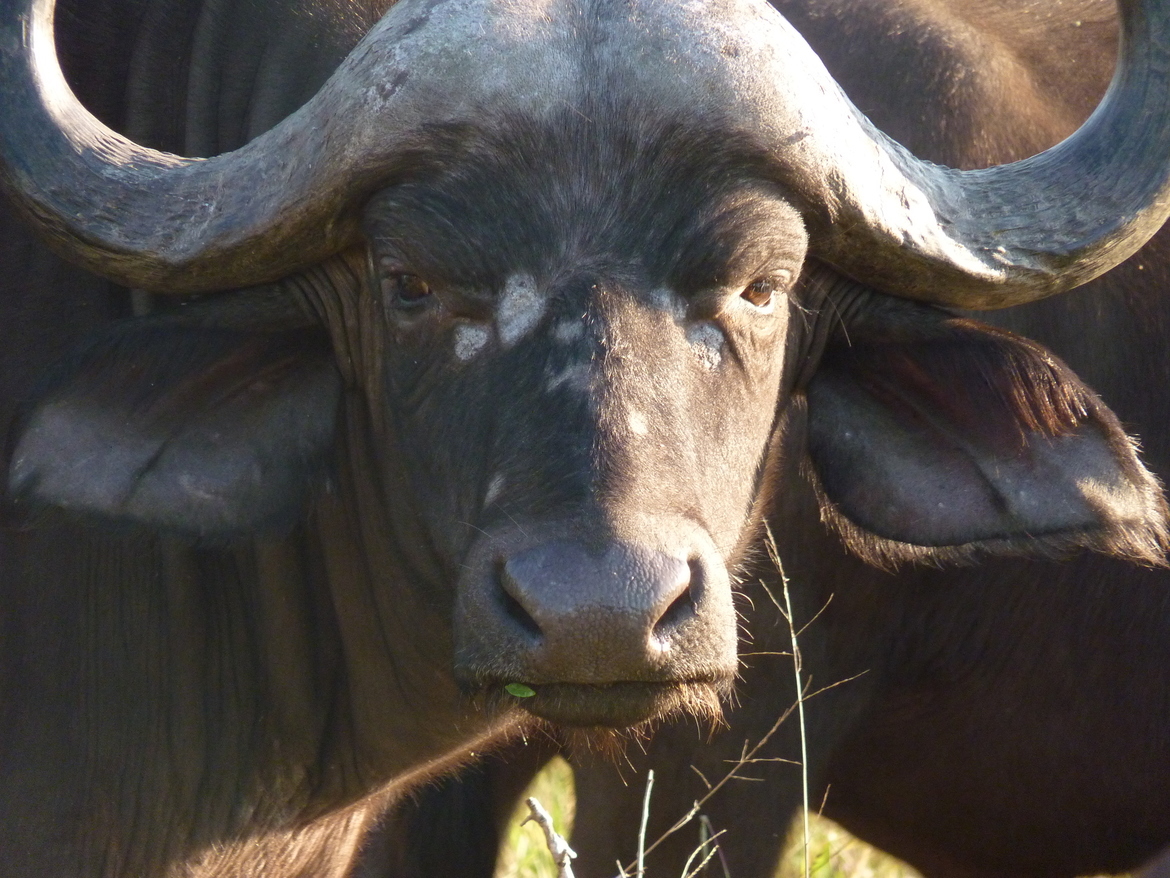 Cape Buffalo, Cape, South Africa