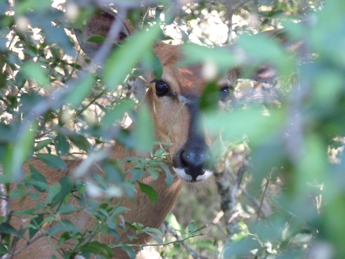 Impala, Cape, South Africa