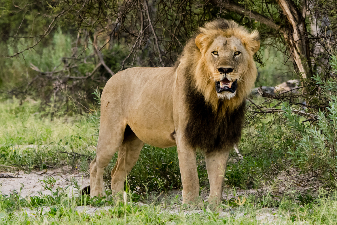 African Lion, Chitabe private concession, Botswana