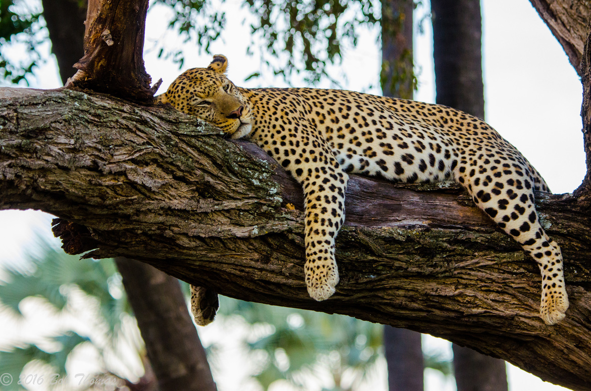 Leopard, Chitabe private concession, Botswana