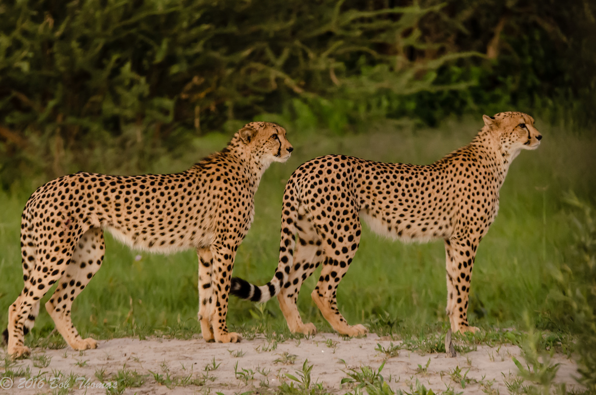 Cheetah, Chitabe private concession, Botswana