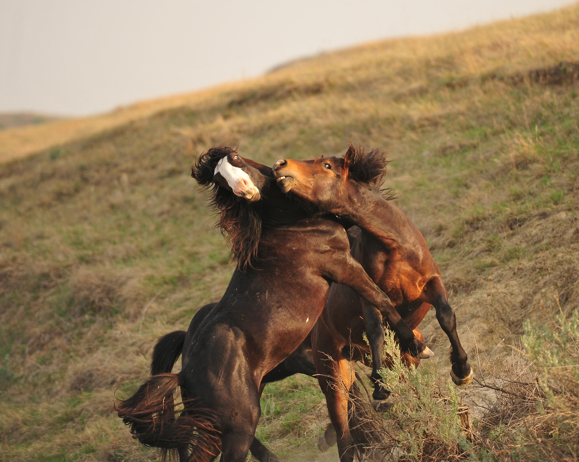 Wild Horse, Theodore Roosevelt National Park, USA