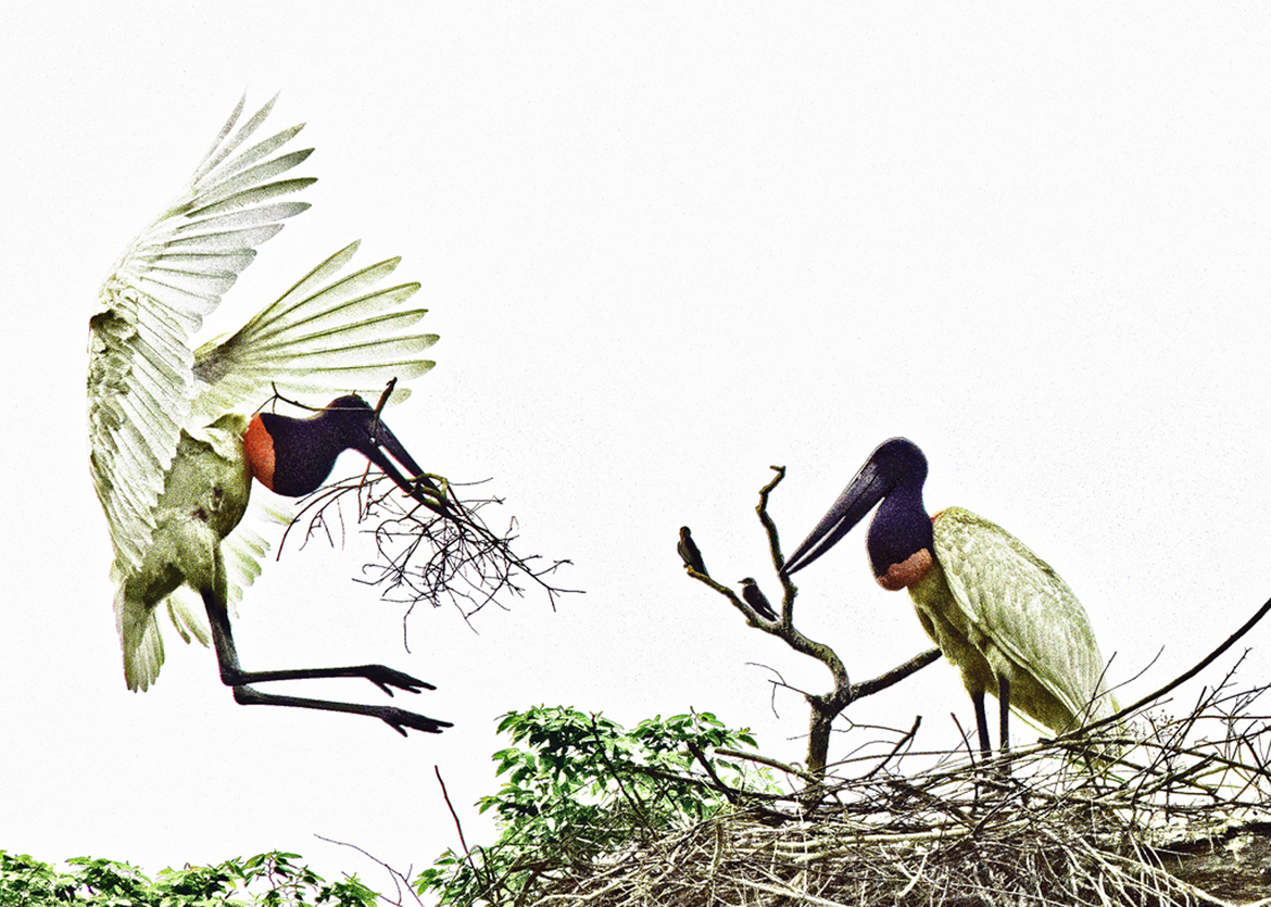 Jabiru stork, Pantanal, Brazil