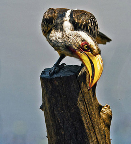 Grid bob cooke hornbill