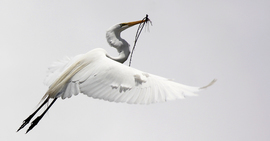 Grid great egret 1