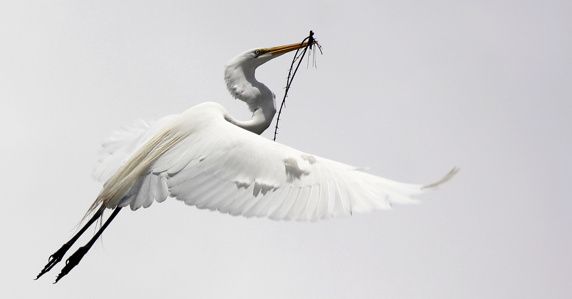 Great Egret, north of San Antonio, TX, USA
